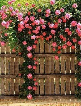 roses climbing fence