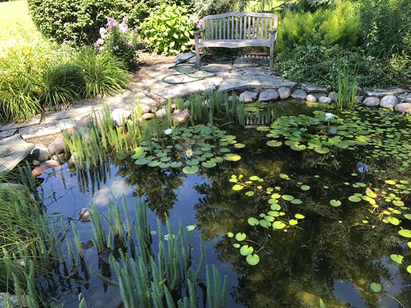 pond with lily pads