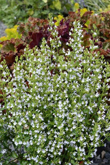 Nepeta and Montrose White