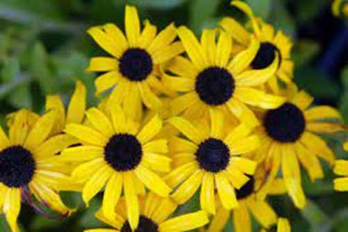 Black-eyed Susan