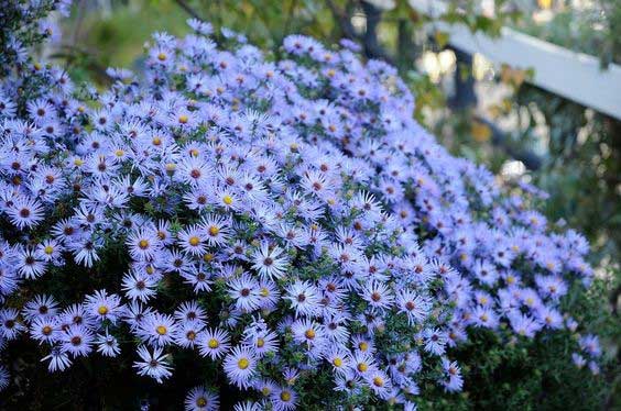 Aster Oblongifolius