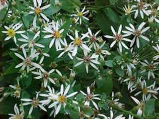 White Wood Aster