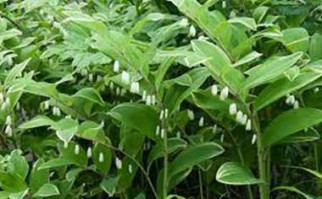 Solomon's Seal