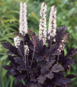 Bugbane