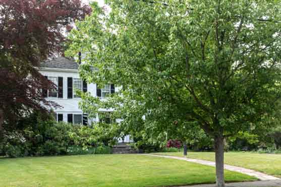 tree in front yard of house