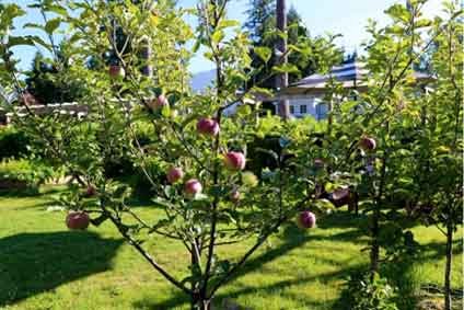 fruit tree