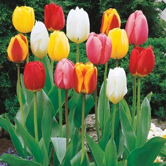 tulips