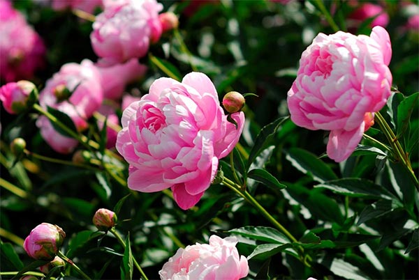 peonies