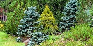 evergreen trees