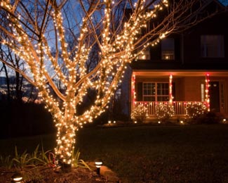 lighted tree