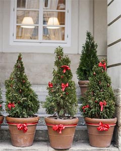 3 potted trees