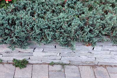 sidewalk lined with shrubs