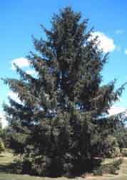 Norway Spruce