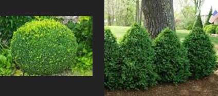 Green Mountain Boxwood