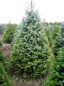 Serbian Spruce