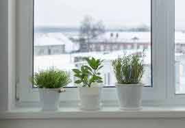 plants on sill