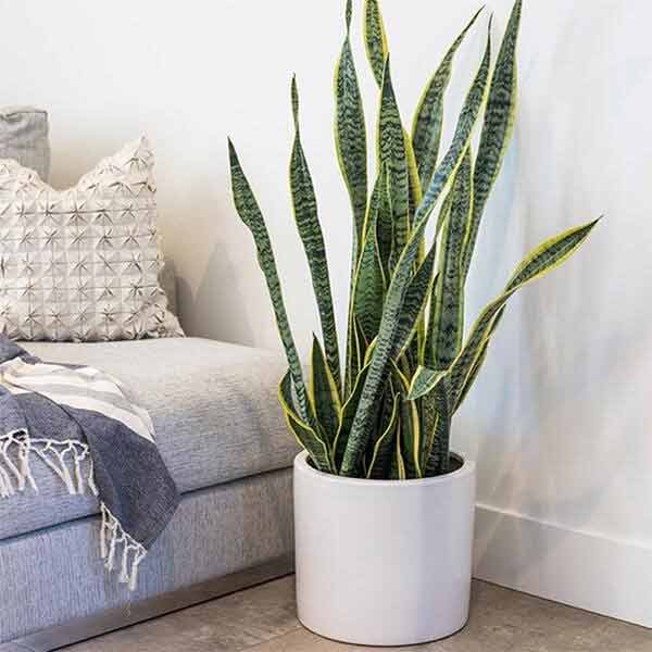 snake plants