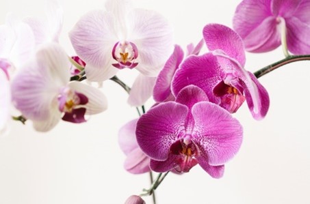 orchid