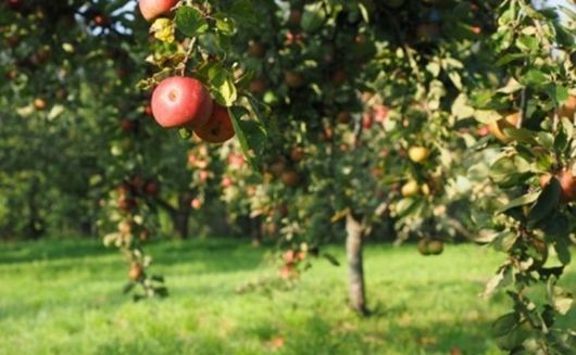 apple tree