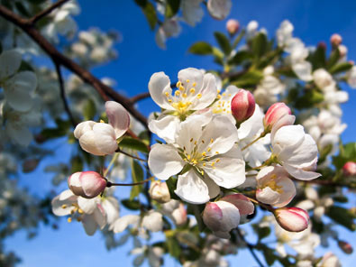 apple blossom