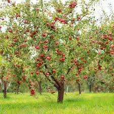 apple tree