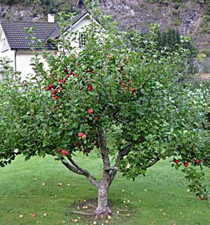 apple tree