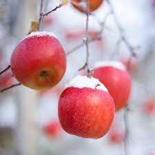 snow covered apples