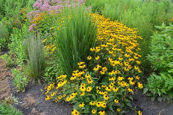 wildflowers