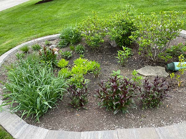 landscaping plants